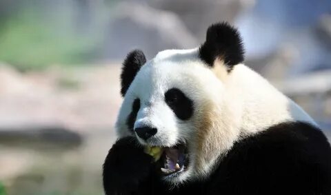 Pandas def