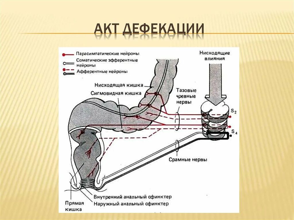 Дефекация у человека. Акт дефекации физиология схема. Схема дефекации физиология. Рефлекторная дуга акта дефекации схема.