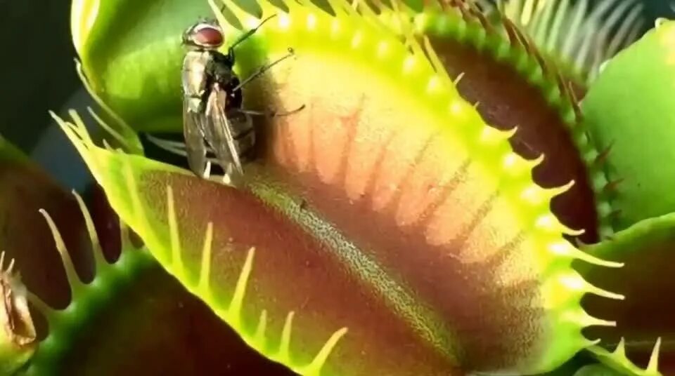 На рисунке изображена венерина мухоловка захватывающая насекомое. Дионея Венерина мухоловка. Венерина мухоловка Хищные растения. Росянка и Венерина мухоловка. Венерина мухоловка с мухой.