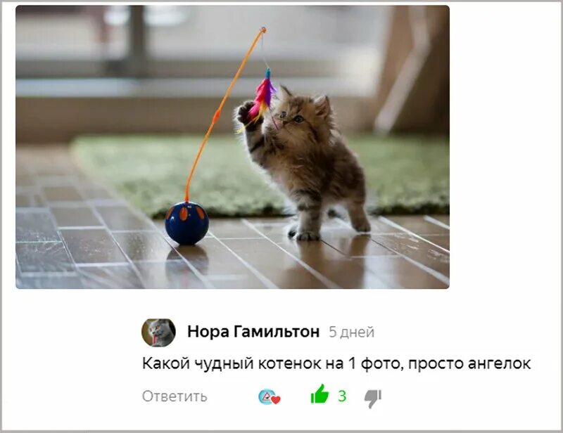 Как выглядит котенок лайк в жизни. Любой котенок знает. котенок по имени гук. крипто котенок фото. дейзи котенок фотограф города.