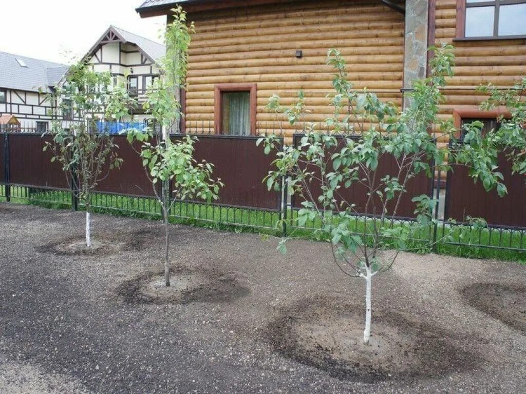 Можно ли сажать сливу рядом. Плодовые кустарники на штамбе. Яблоня на штамбе. Саженцы яблони Окс. Ограждение для плодовых деревьев.