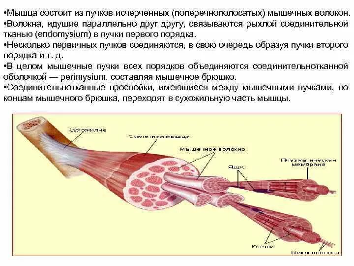 Функция соединительной ткани в мышцах. Пучок мышечных волокон. Строение мышц пучки мышечных волокон. Мышечное волокно состоит из. Мышечное волокно состоит из Пучков ?.