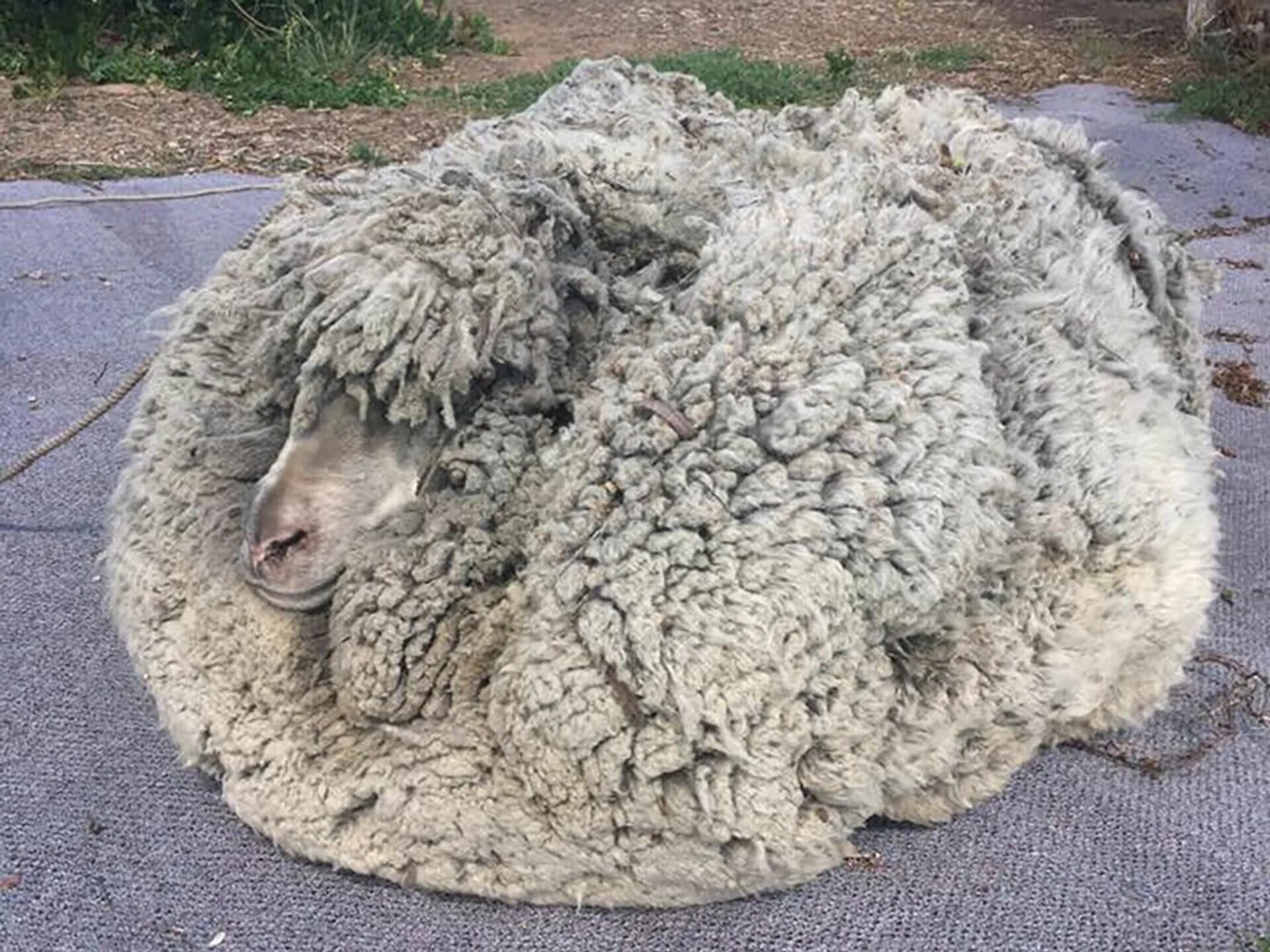 Кучугуровская порода овец. Меринос овцы. Овцы мериносы австралии. Меринос собака. Североказахский меринос.