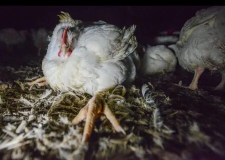 Куры выщипывают перья