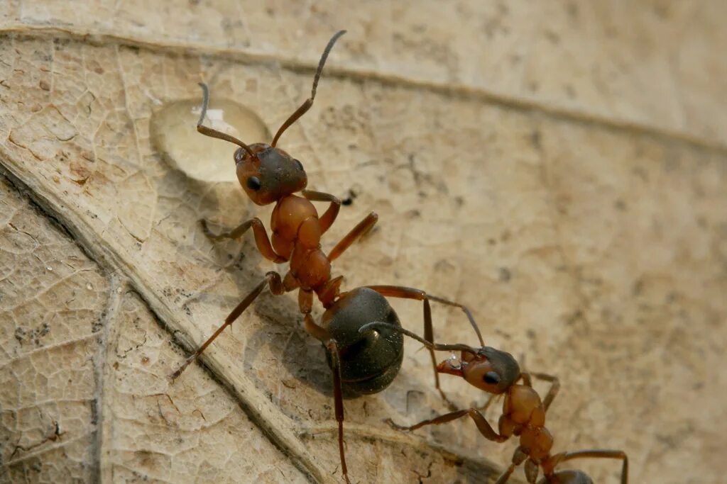 Лесной муравей тип развития. Рыжий Лесной муравей (Formica Rufa). Муравьи Формика Руфа. Рыжих лесных муравьев (Formica Rufa). Formica Rufa Linnaeus.