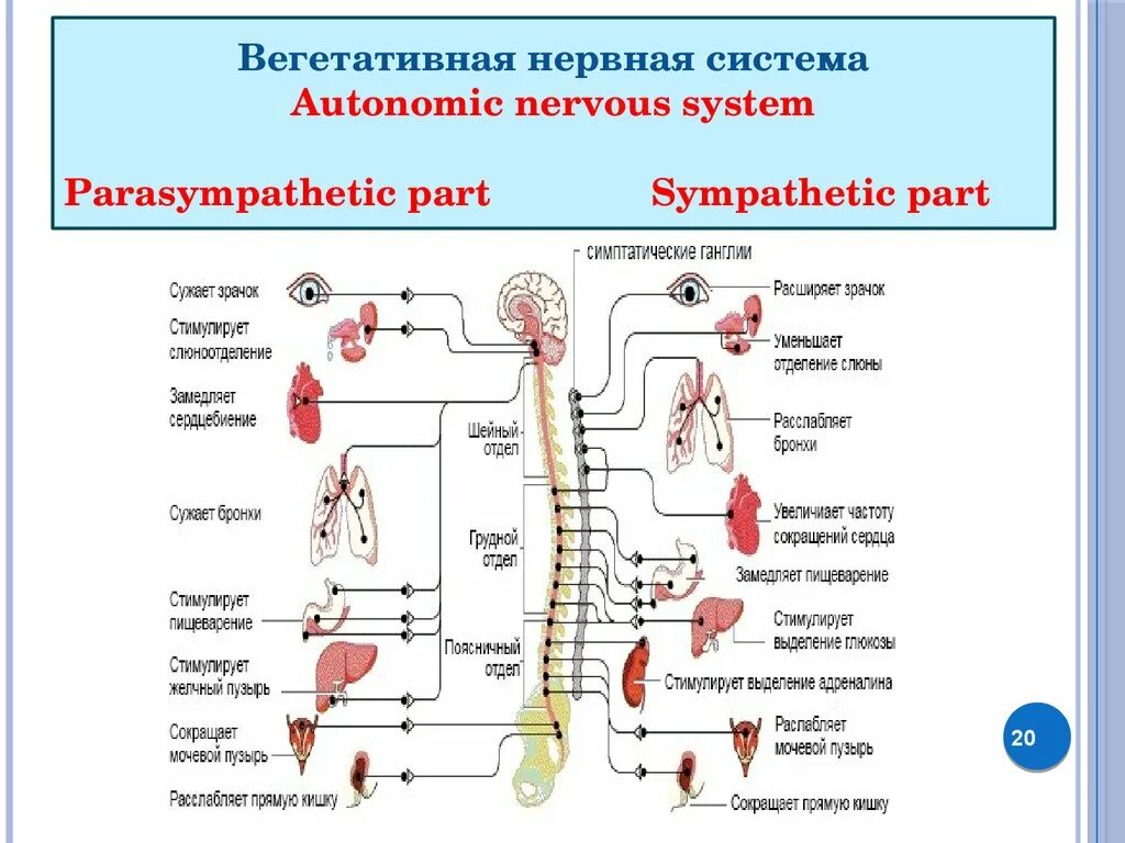 Симпатический отдел выполняет функции. Схема строения вегетативной нервной системы человека. Спинной мозг вегетативная нервная система. Вегетативная нервная система анатомия схема. Симпатическая и парасимпатическая нервная система.