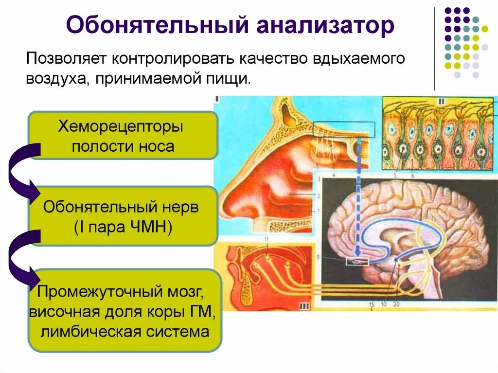Сенсорная система обоняния. Обонятельная сенсорная система строение и функции. Схема строения обонятельного анализатора. Строение обонятельного рецептора. Обонятельный анализатор строение и функции физиология.