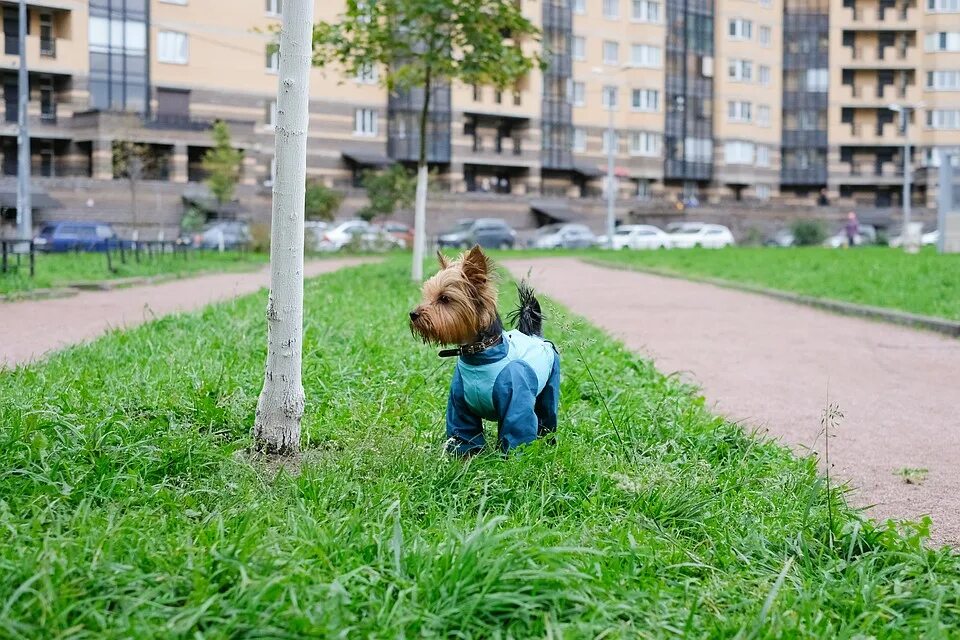 Выгулянная собака