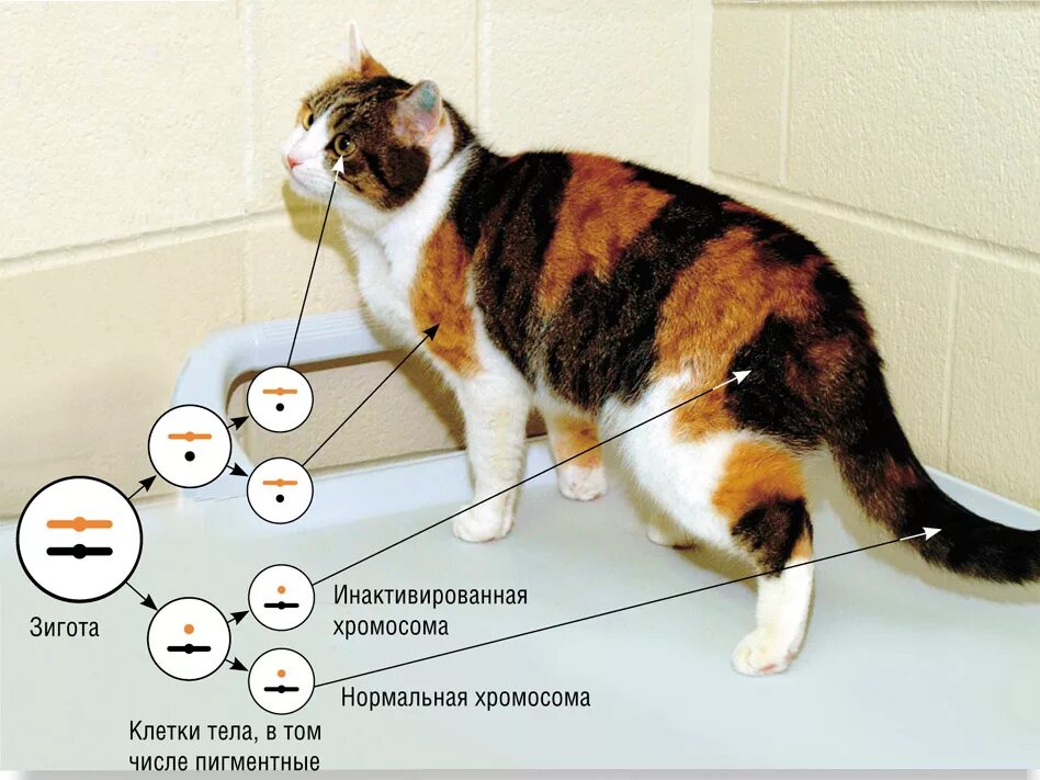 Сколько хромосом у кошки. Трёхцветная кошка. Окраски кошек. Трехцветные кошки генетика. Черепаховый окрас у кошек генетика.