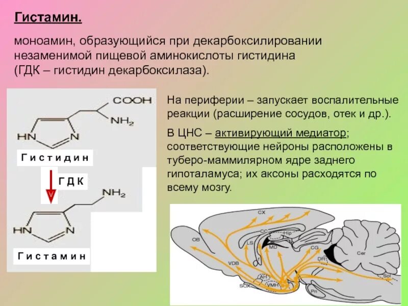 Гистамин действие. Гистамин. Гистамин нейромедиатор. Н1 гистаминовые Рецептор в ЦНС. Гистамин функции.
