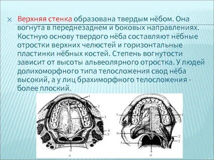 Образуют стенки полостей