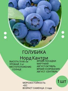 Голубика сорт норд кантри