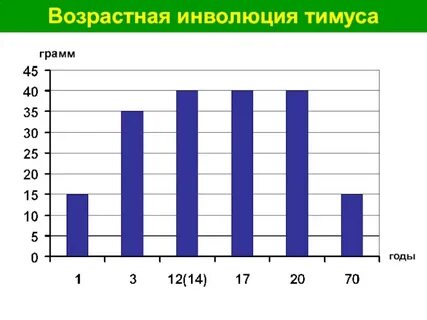 Инволюция тимуса начинается