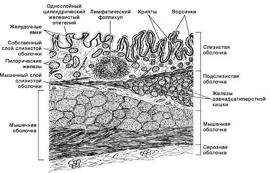 Какую функцию выполняют железистый слой желудка. Железы слизистой оболочки желудка гистология. пилорический отдел желудка гистология. слизистая пилорического отдела желудка гистология. слизистая фундального отдела желудка гистология.