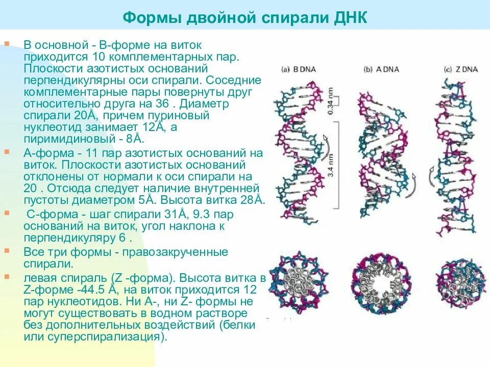 Формы двойных спиралей ДНК, их характеристика.. Структура двойной спирали ДНК. Альтернативные формы двойной спирали ДНК.. Формы структуры ДНК.