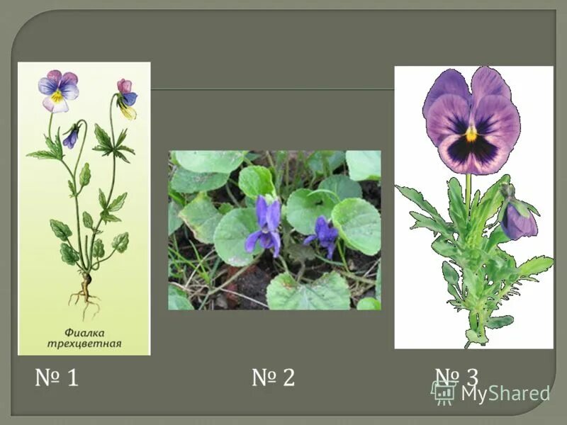 На какое растение похожа фиалка трехцветная. Фиалка трехцветная Полевая. Фиалка трёхцветная, Полевая Фармакогнозия. Фиалка трехцветная строение. Строение цветка фиалки трехцветной.