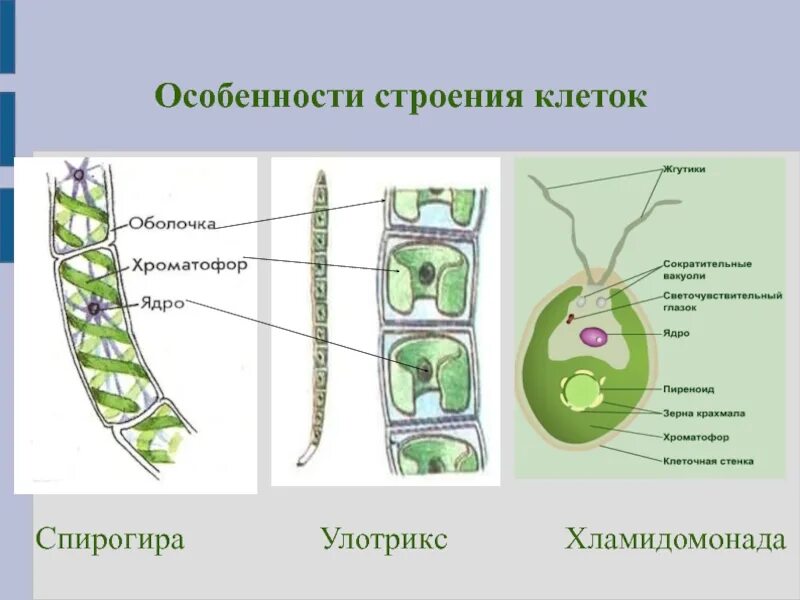 Хламидомонада и спирогира. Спирогира водоросль строение. Строение клетки улотрикса. Улотрикс водоросль строение. Строение клетки спирогиры.