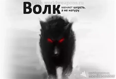 Волк меняет шерсть да не повадки