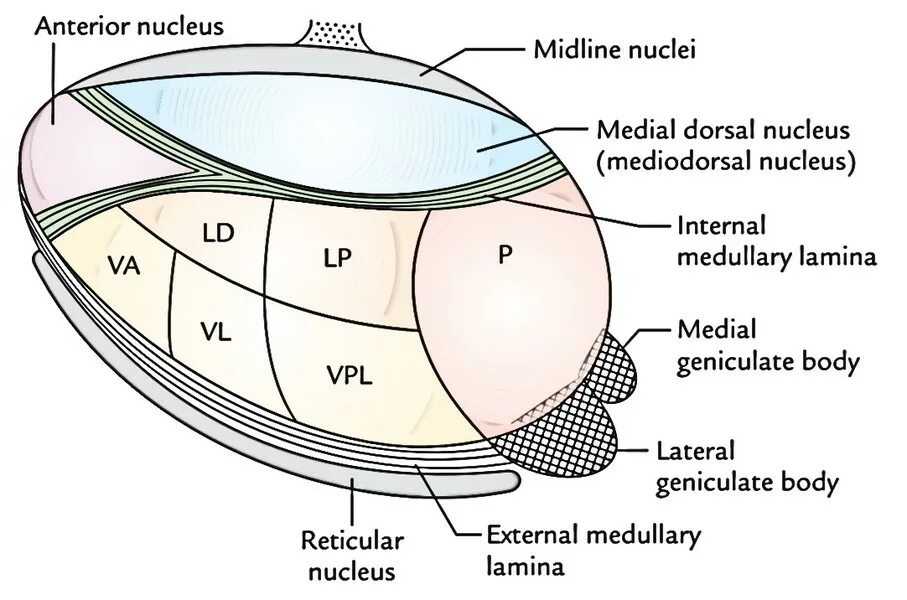 Nucleus 2024. Pulvinar thalami анатомия. Nucleus 2024. Mediodorsal thalamic nucleus анатомия. Строение ядра животной клетки.