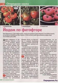 Обработка помидоров молоком с йодом