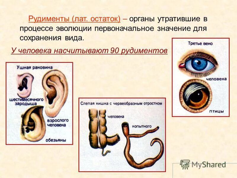 Место человека в системе органического мира