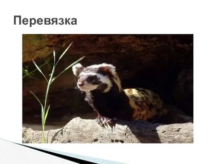 Перевязка занесена в красную книгу или нет