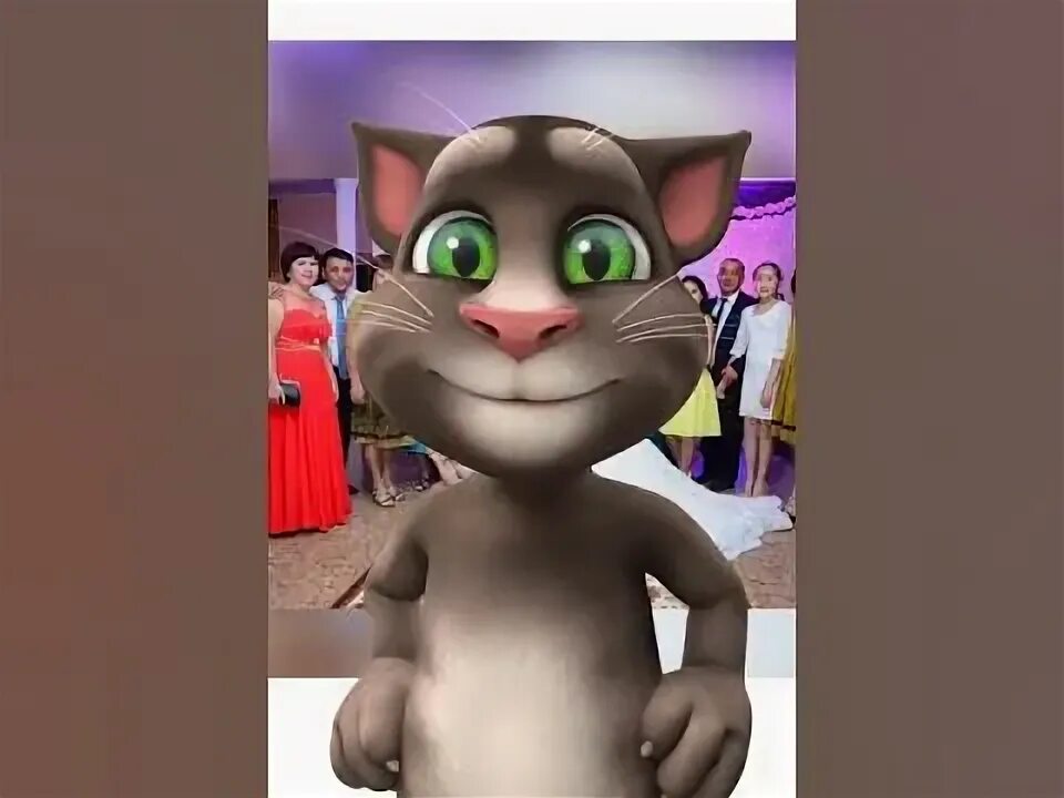 Мышык стрим. Мышык. мышык сурот. сары мышык фото. мышык биография.