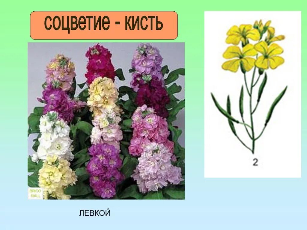 Левкой крестоцветные. Семейство крестоцветные левкой. Семейство крестоцветные соцветие. Сем. Крестоцветные соцветия. Крестоцветные кисть