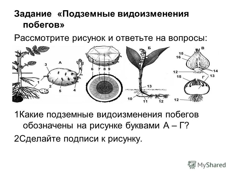 Тест биология видоизменение побегов