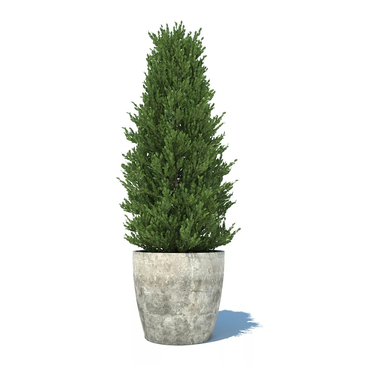 Туя пирамидальная. Туя вигоршке. Туя в горшке с10. Thuja Smaragd 3d model.