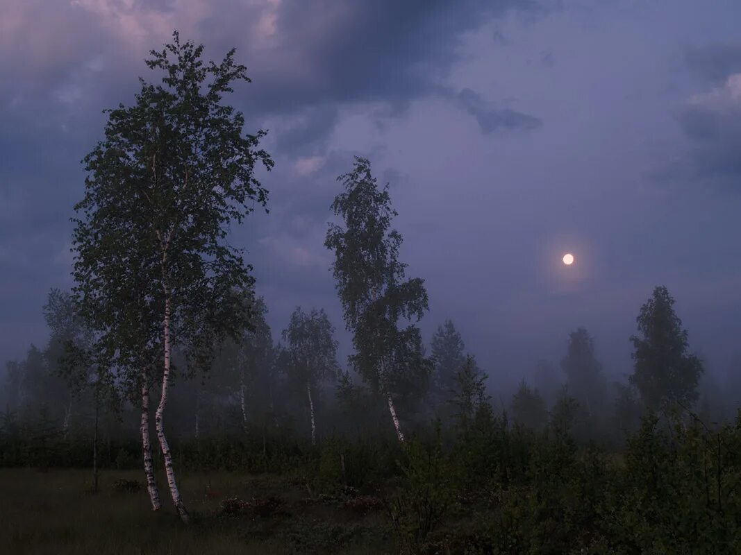 Звонкая пелена. Березы ночью. Березовая роща ночью. Береза вечером. Береза ночью летом.