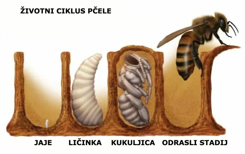 Цикл личинки пчелы. Червеобразные личинки пчелы. Стадии развития личинки пчелы. Жизненный цикл пчелы медоносной. Куколка пчелы