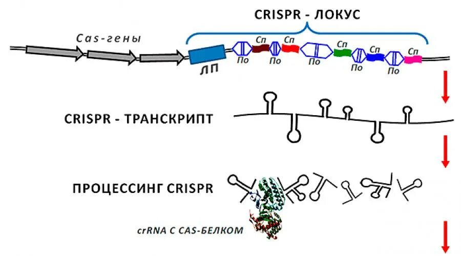 Криспер РНК. CRISPR Локус. CRISPR структура. CRISPR кассета.