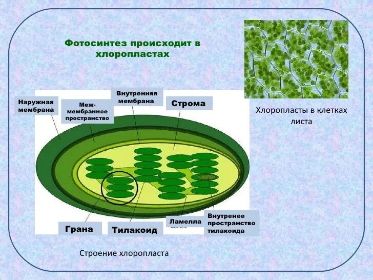 Понятие хлоропласт. Клеточное строение листа хлоропласты. Фотосинтез в хлоропластах. Строение хлоропласта фотосинтез.