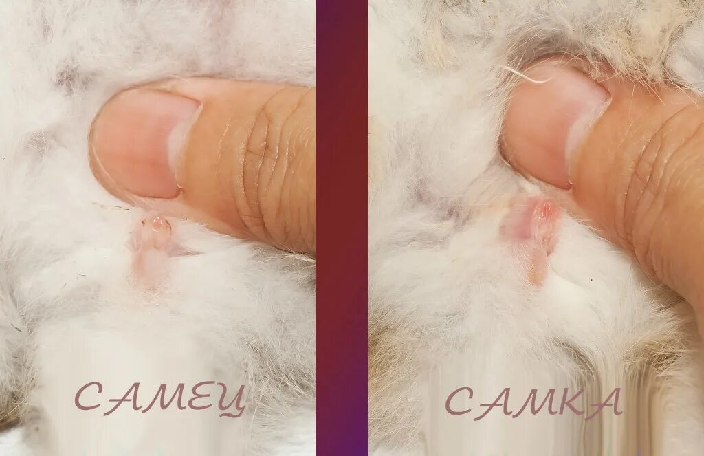 Отличить кролика от крольчихи. Кролики как определить самку. Кролики как определить самку. Различить пол морской свинки. Как отличить кролика мальчика от девочки.