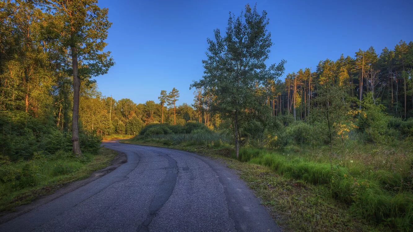 Дорога ведет в лес