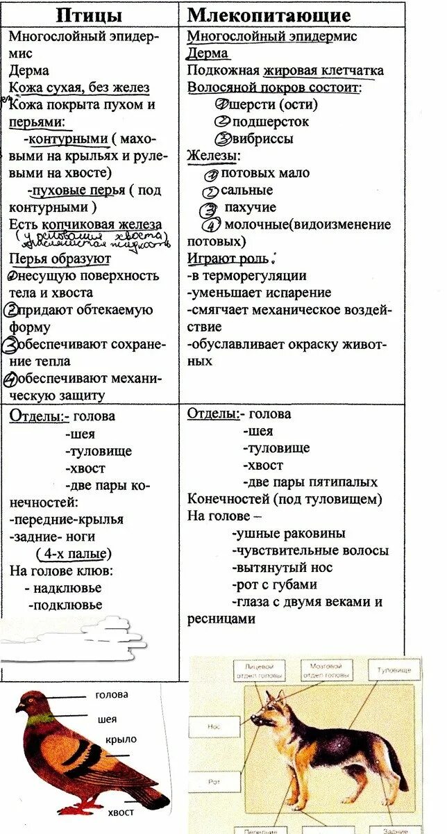 Внутреннее строение млекопитающих 7 класс биология таблица. Таблица внутреннее строение млекопитающих биология 7. Сравнительная таблица птиц и млекопитающих отличия. Таблица особенности внутреннего строения млекопитающих по биологии. Внутреннее строение птиц 7 класс таблица