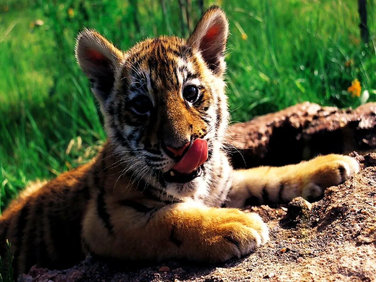 Моя жизнь в мире зверей 170. Тигренок. Маленький Тигренок. Милые тигрята. Милые Тиг.