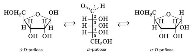 Рибоза реакция гидролиза. Рибоза циклическая формула. Рибоза открытая и циклическая форма. Циклическая форма фруктозы. Циклическая форма д рибозы.