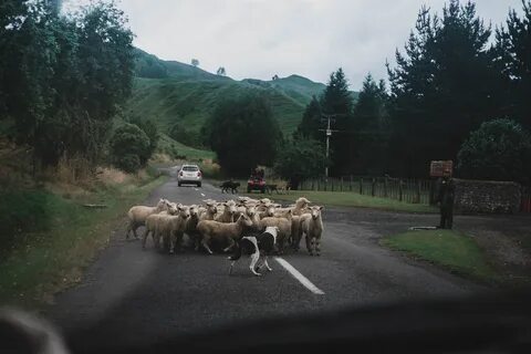 Пасет вонью