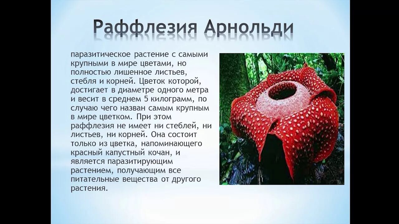 Необычные растения в природе проект 3 класс Цветок паразит фото