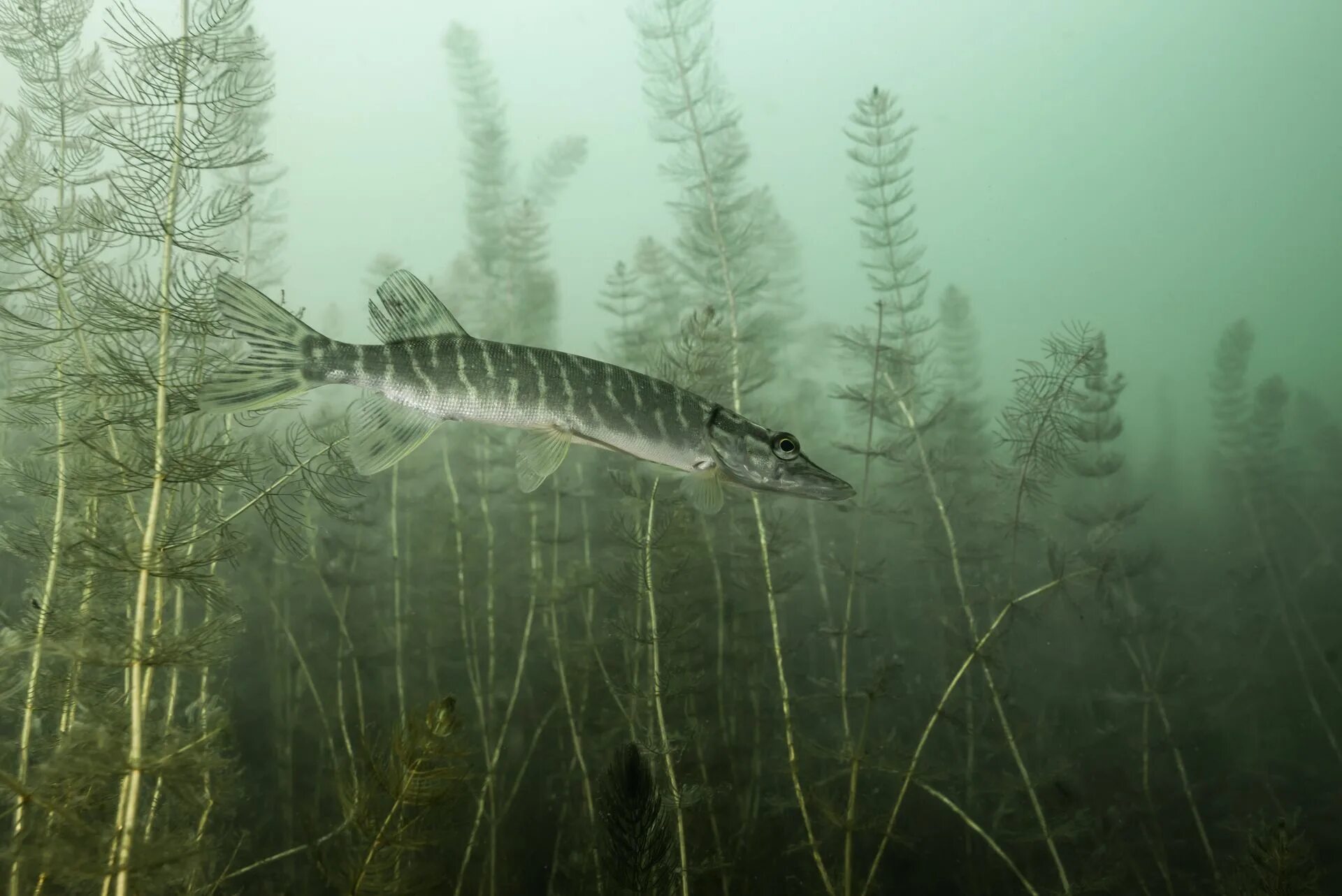 Чёрное озеро удмуртия. Природа рыбалка. Церковь андрея первозванного на вуоксе. Рыбак на реке. Красивая природа рыбалка.