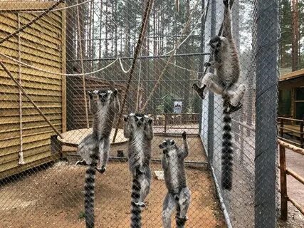 Зоопарк шишки
