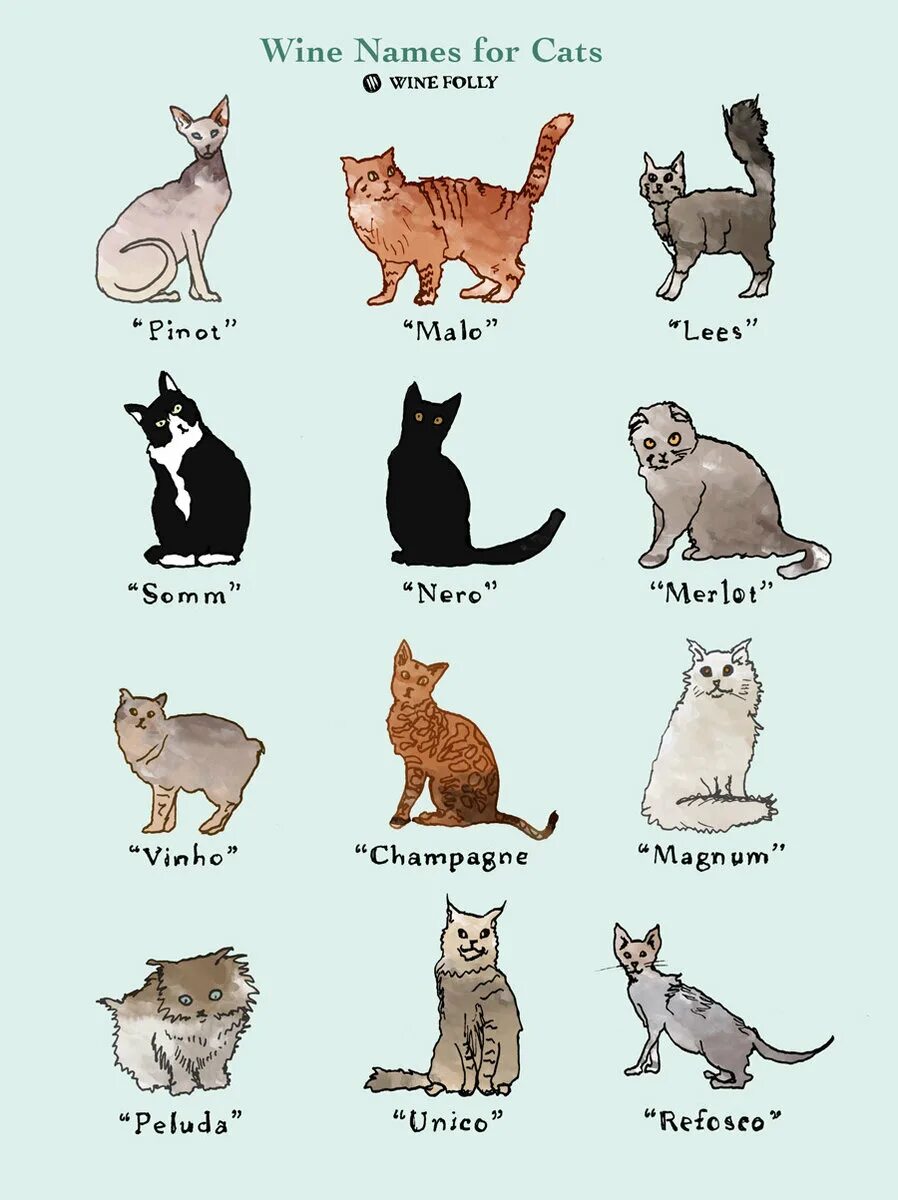 Красивое имя для котика