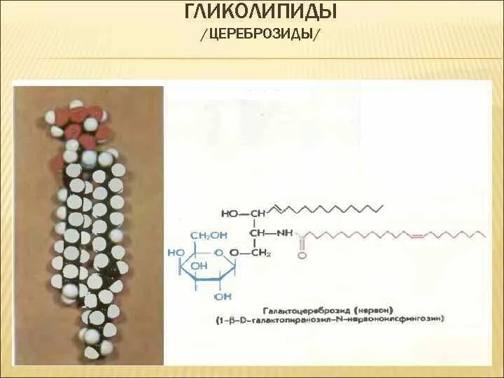 Гликолипиды функции. Гликолипиды структурная формула. гликолипиды схема строения. цереброзиды биохимия.