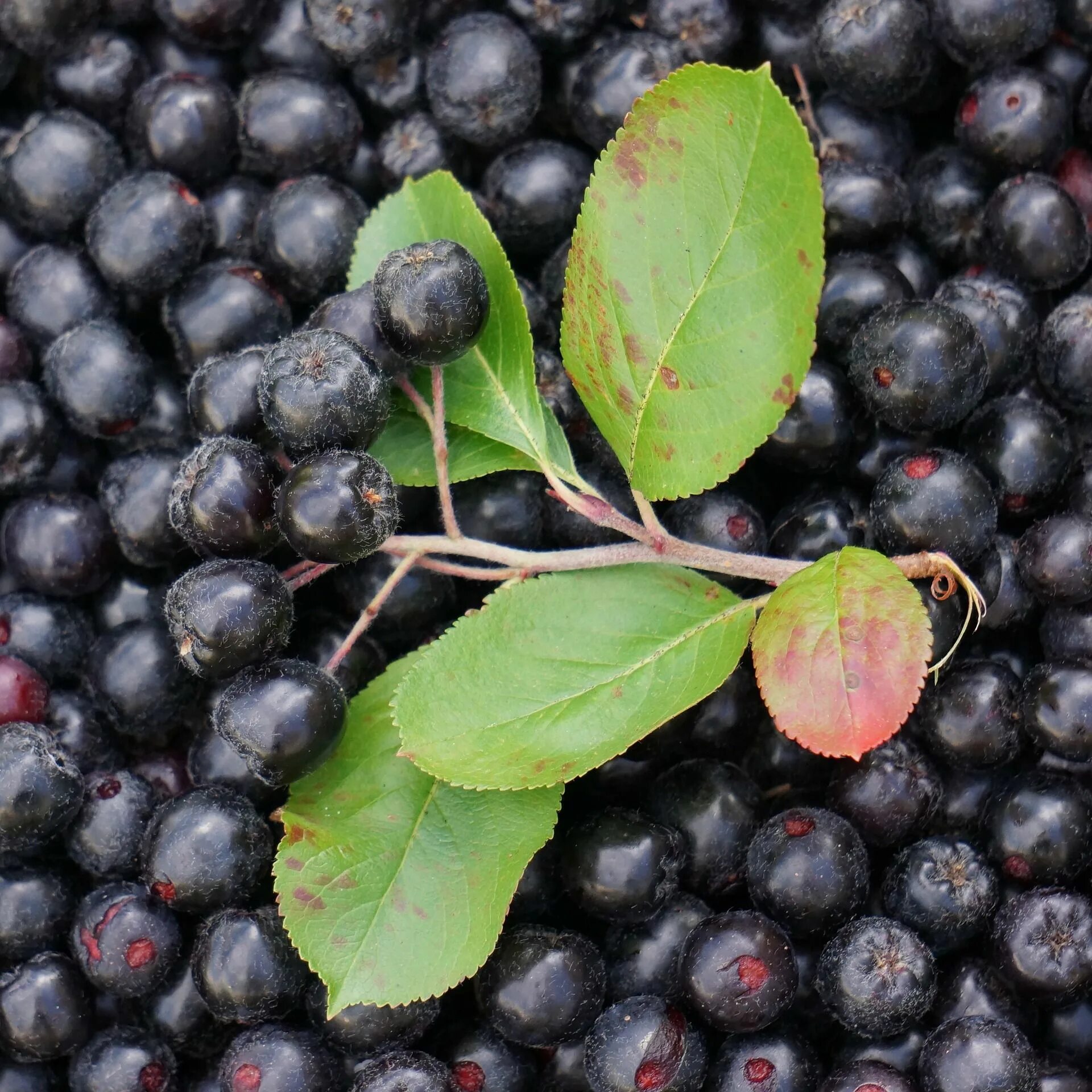 Полезные свойства черноплодной. Арония черноплодная (Aronia melanocarpa). Арония черноплодная «Хугин». Рябина черноплодная (аronia melanocarpa). Арония черноплодная «черная Жемчужина».