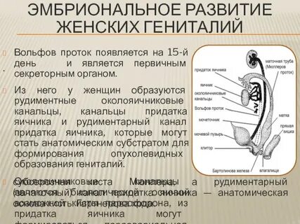 Что относится к женским органам