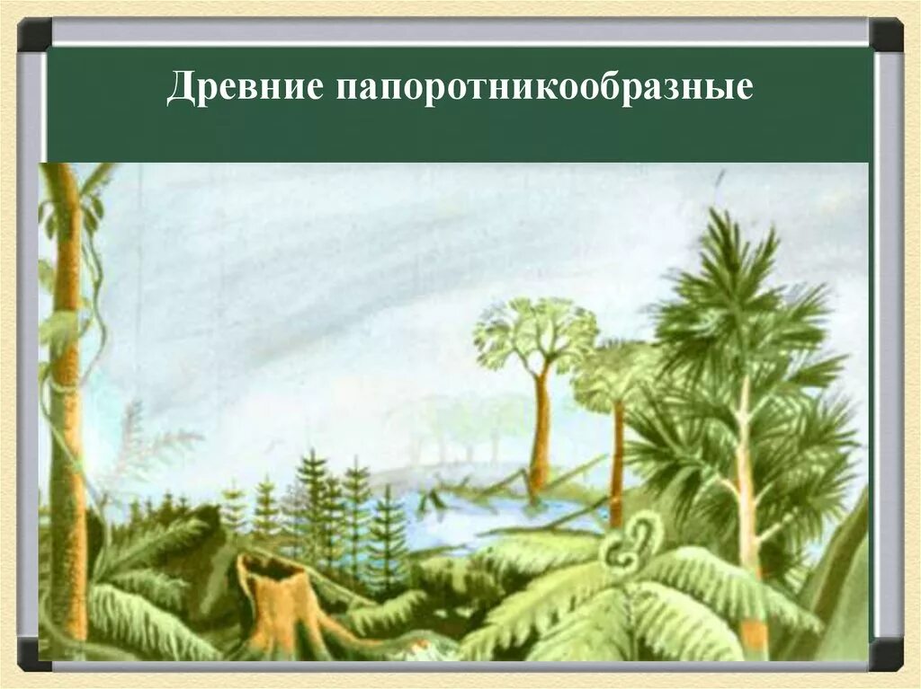 Произошли от древних папоротникообразных. Древние папоротникообразные. презентация на тему древние папоротникообразные. древние примитивные папоротники. классификация папоротникообразных.