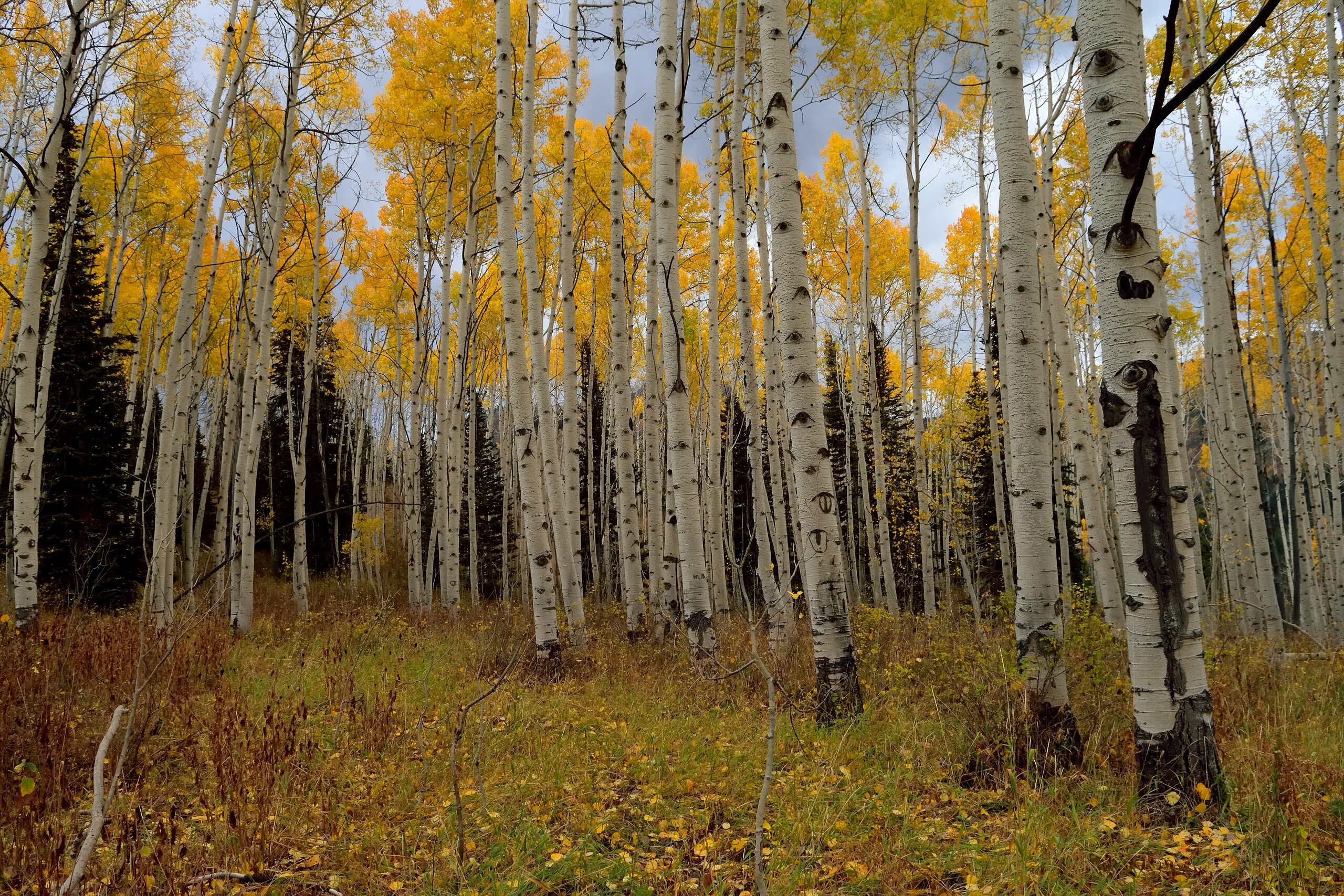 Березовая роща тутаев. Осенняя береза. Березовая роща 4а. Осенние березовый лес. Осенняя береза.