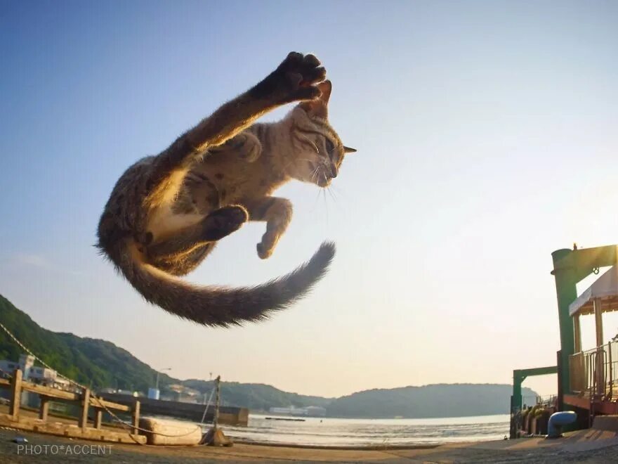 Кунг фу кот. Хисаката хироюки. кот каскадер. кот кунг фу. коты и каскадёры.